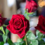 four red roses photo